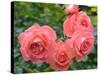 Pink Roses in the Garden-weter777-Stretched Canvas