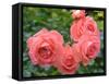 Pink Roses in the Garden-weter777-Framed Stretched Canvas