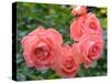 Pink Roses in the Garden-weter777-Stretched Canvas