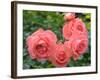 Pink Roses in the Garden-weter777-Framed Photographic Print