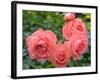 Pink Roses in the Garden-weter777-Framed Photographic Print