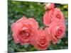 Pink Roses in the Garden-weter777-Mounted Photographic Print