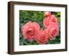 Pink Roses in the Garden-weter777-Framed Photographic Print