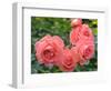 Pink Roses in the Garden-weter777-Framed Photographic Print