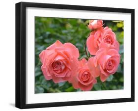 Pink Roses in the Garden-weter777-Framed Photographic Print