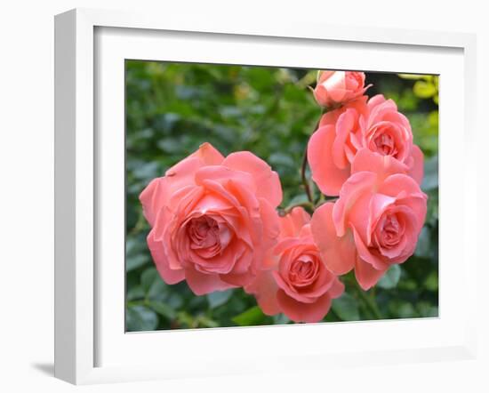 Pink Roses in the Garden-weter777-Framed Photographic Print