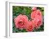 Pink Roses in the Garden-weter777-Framed Photographic Print