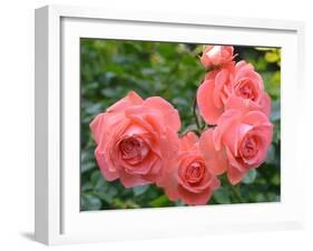 Pink Roses in the Garden-weter777-Framed Photographic Print