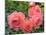 Pink Roses in the Garden-weter777-Mounted Photographic Print