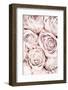 Pink Roses No 01-1x Studio III-Framed Photographic Print