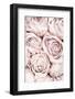 Pink Roses No 01-1x Studio III-Framed Photographic Print