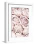 Pink Roses No 01-1x Studio III-Framed Photographic Print