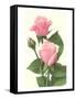 Pink Roses-null-Framed Stretched Canvas