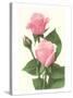 Pink Roses-null-Stretched Canvas