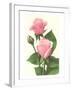 Pink Roses-null-Framed Art Print