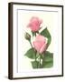 Pink Roses-null-Framed Art Print