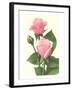 Pink Roses-null-Framed Art Print