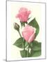 Pink Roses-null-Mounted Art Print