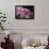 Pink Roses-Anna Miller-Framed Premium Photographic Print displayed on a wall