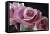 Pink Roses-Anna Miller-Framed Stretched Canvas