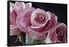 Pink Roses-Anna Miller-Framed Stretched Canvas