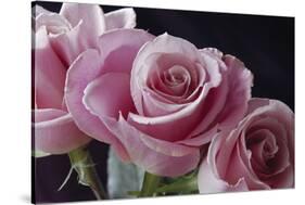 Pink Roses-Anna Miller-Stretched Canvas