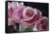 Pink Roses-Anna Miller-Framed Stretched Canvas