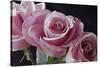 Pink Roses-Anna Miller-Stretched Canvas