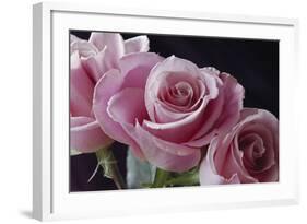 Pink Roses-Anna Miller-Framed Photographic Print