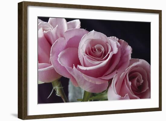 Pink Roses-Anna Miller-Framed Photographic Print