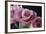 Pink Roses-Anna Miller-Framed Photographic Print