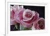 Pink Roses-Anna Miller-Framed Photographic Print