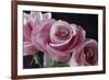 Pink Roses-Anna Miller-Framed Photographic Print