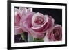 Pink Roses-Anna Miller-Framed Photographic Print