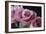 Pink Roses-Anna Miller-Framed Photographic Print