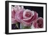 Pink Roses-Anna Miller-Framed Photographic Print