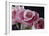 Pink Roses-Anna Miller-Framed Photographic Print