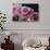 Pink Roses-Anna Miller-Photographic Print displayed on a wall