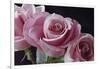 Pink Roses-Anna Miller-Framed Photographic Print