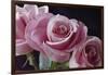 Pink Roses-Anna Miller-Framed Photographic Print