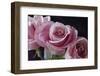 Pink Roses-Anna Miller-Framed Photographic Print