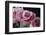 Pink Roses-Anna Miller-Framed Photographic Print