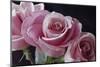 Pink Roses-Anna Miller-Mounted Photographic Print