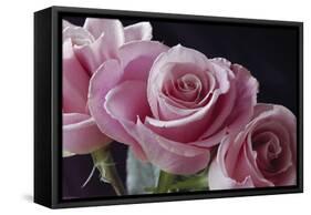 Pink Roses-Anna Miller-Framed Stretched Canvas