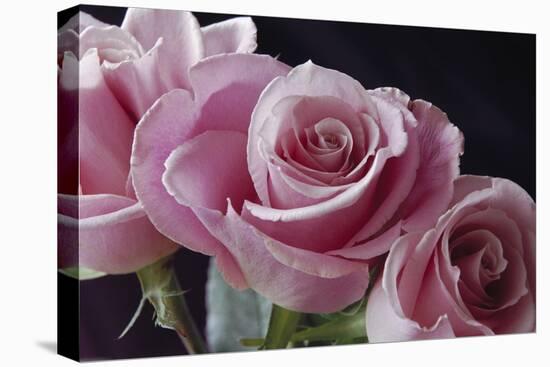 Pink Roses-Anna Miller-Stretched Canvas