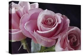 Pink Roses-Anna Miller-Stretched Canvas