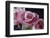 Pink Roses-Anna Miller-Framed Premium Photographic Print