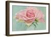 Pink Roses-Cora Niele-Framed Photographic Print