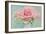 Pink Roses-Cora Niele-Framed Photographic Print