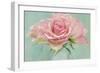 Pink Roses-Cora Niele-Framed Photographic Print